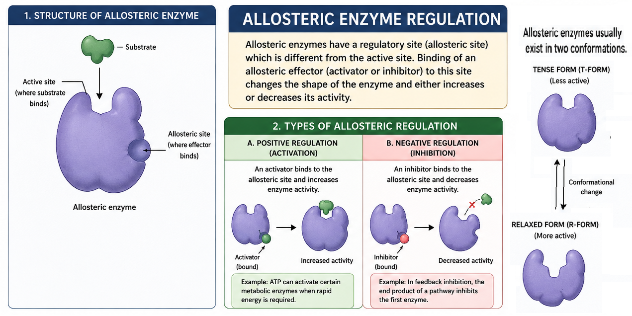allosteric