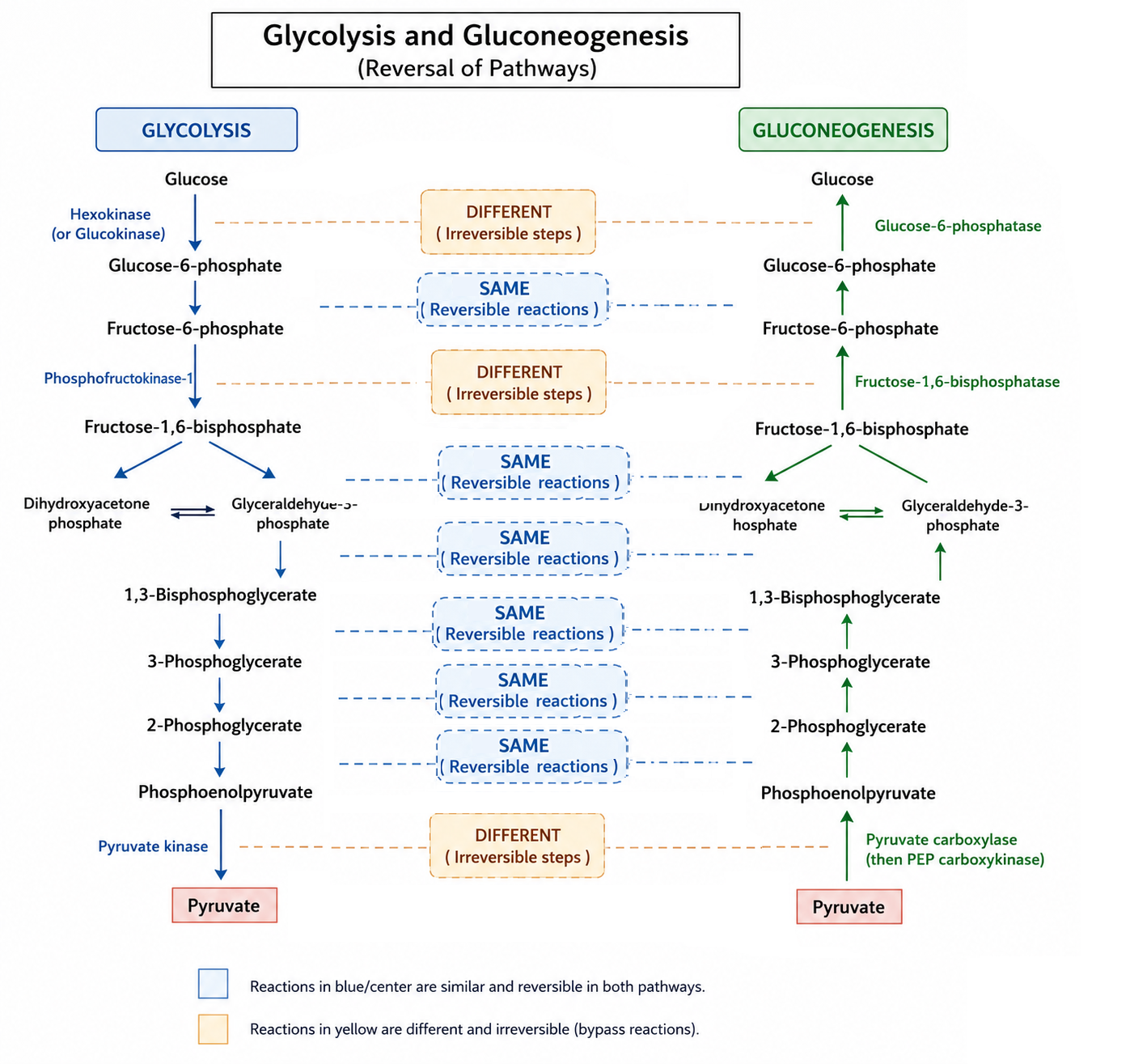 gluconeogenesis
