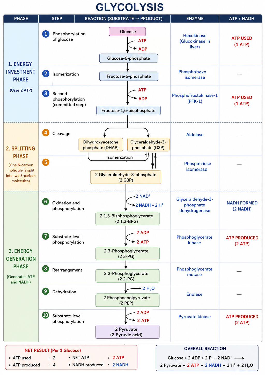 glycolysis