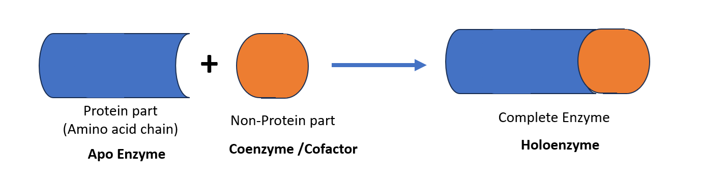 holoenzyme3
