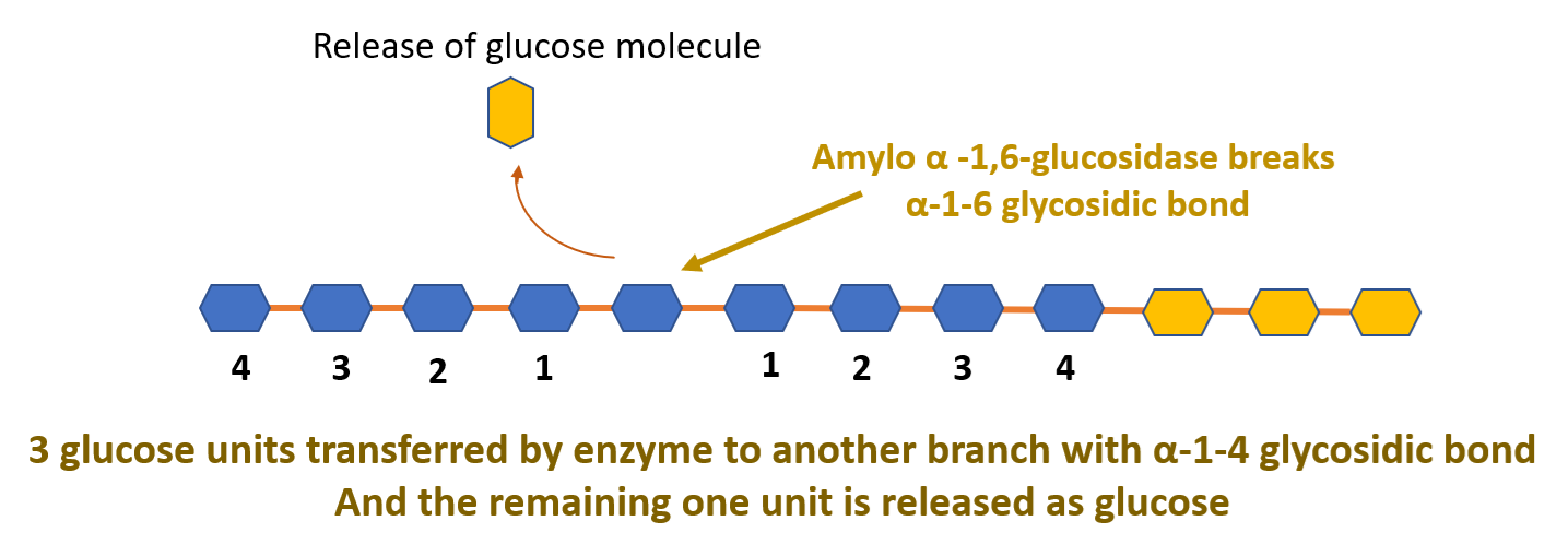 limitdextrin