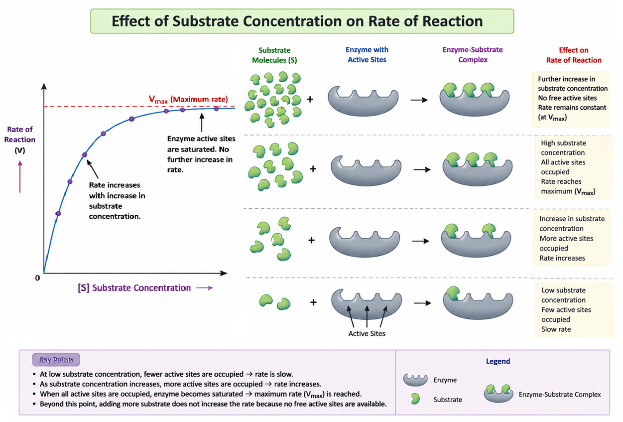 holoenzyme3