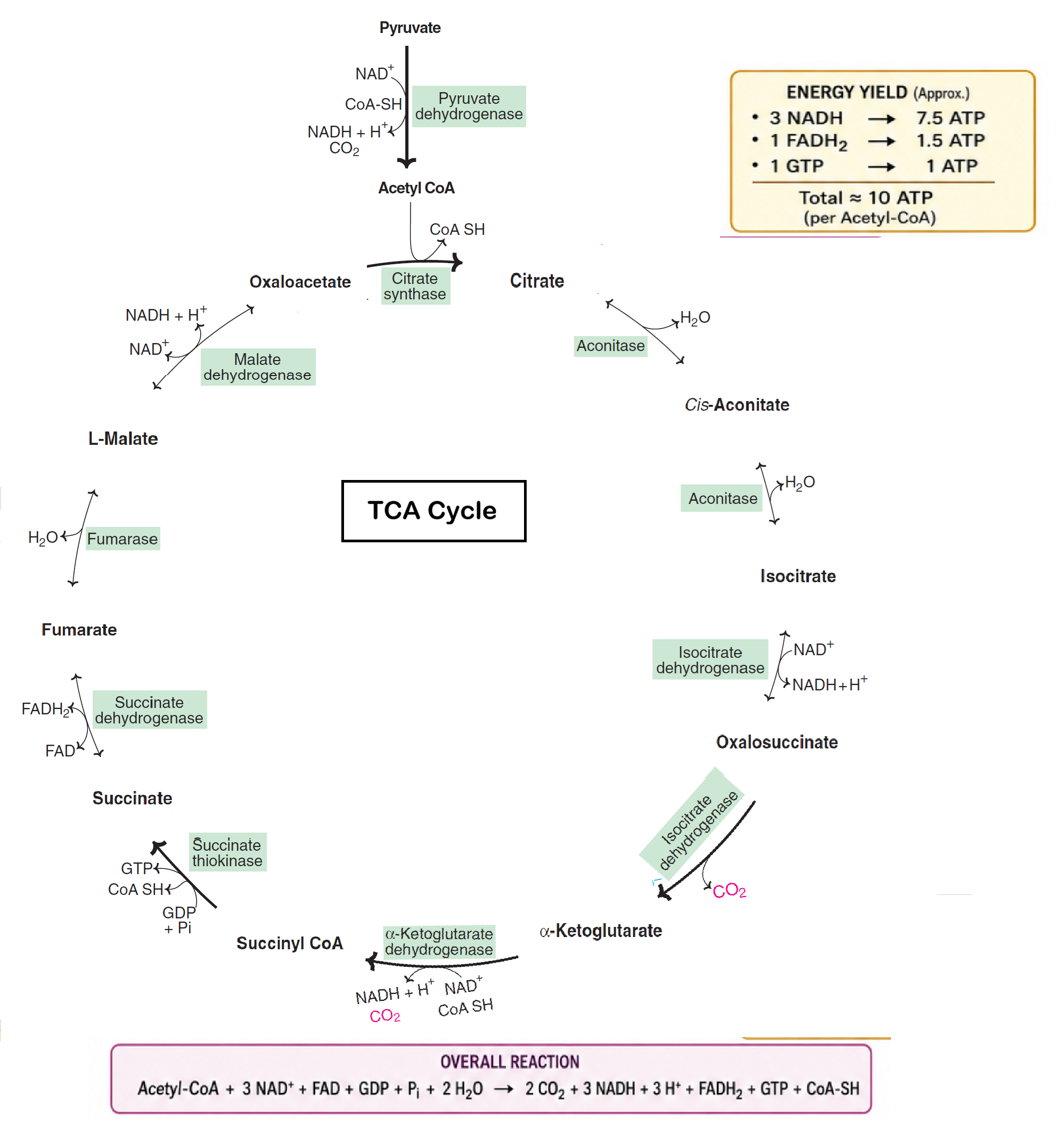 tca