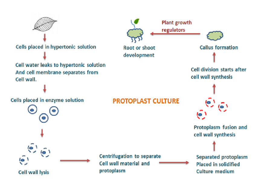 protoplast