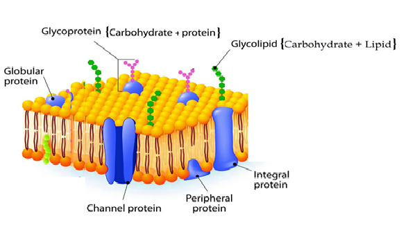 Plasma membrane