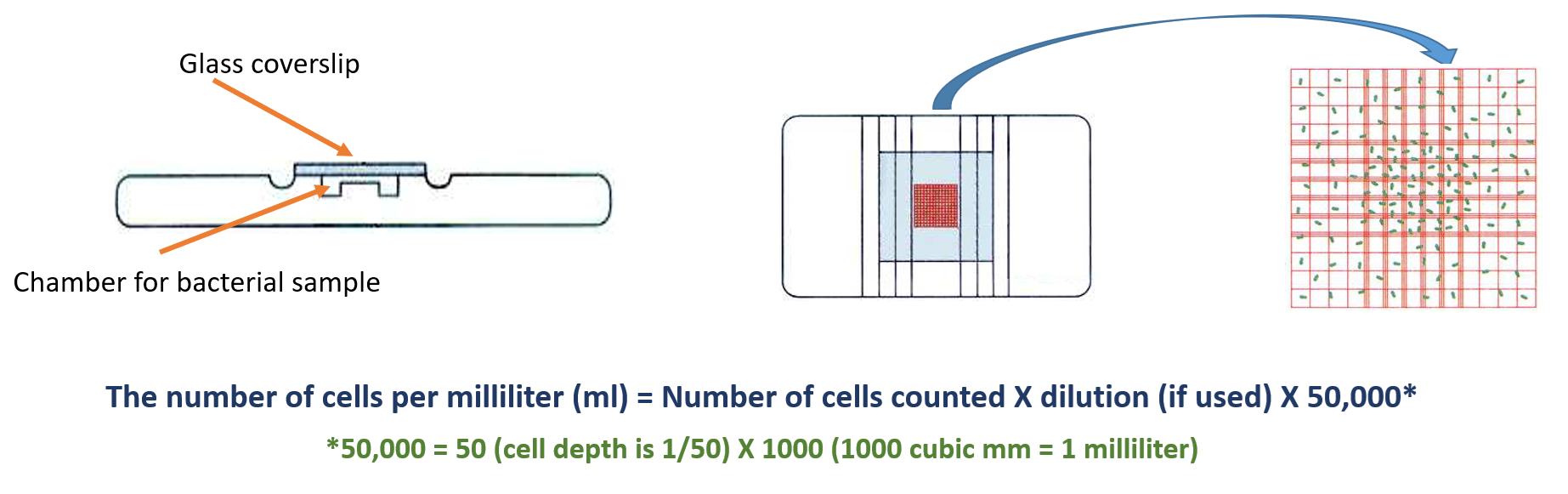 Direct Microscopic Count Example