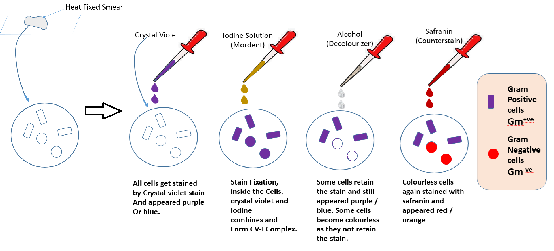 gram staining02