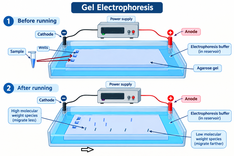gel